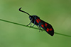 Zygaena transalpina